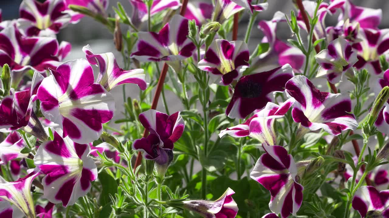 Bright magenta and white striped petunias bloom among green leaves, glowing under natural daylight in a lush garden environment, with soft textures and vivid color patterns standing out