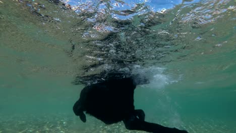 black dog swim on surface of water. underwater shot, 4k-60fps. red sea, dahab, egypt