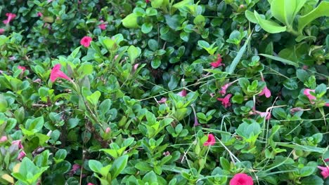 pretty flowers up close that are pink