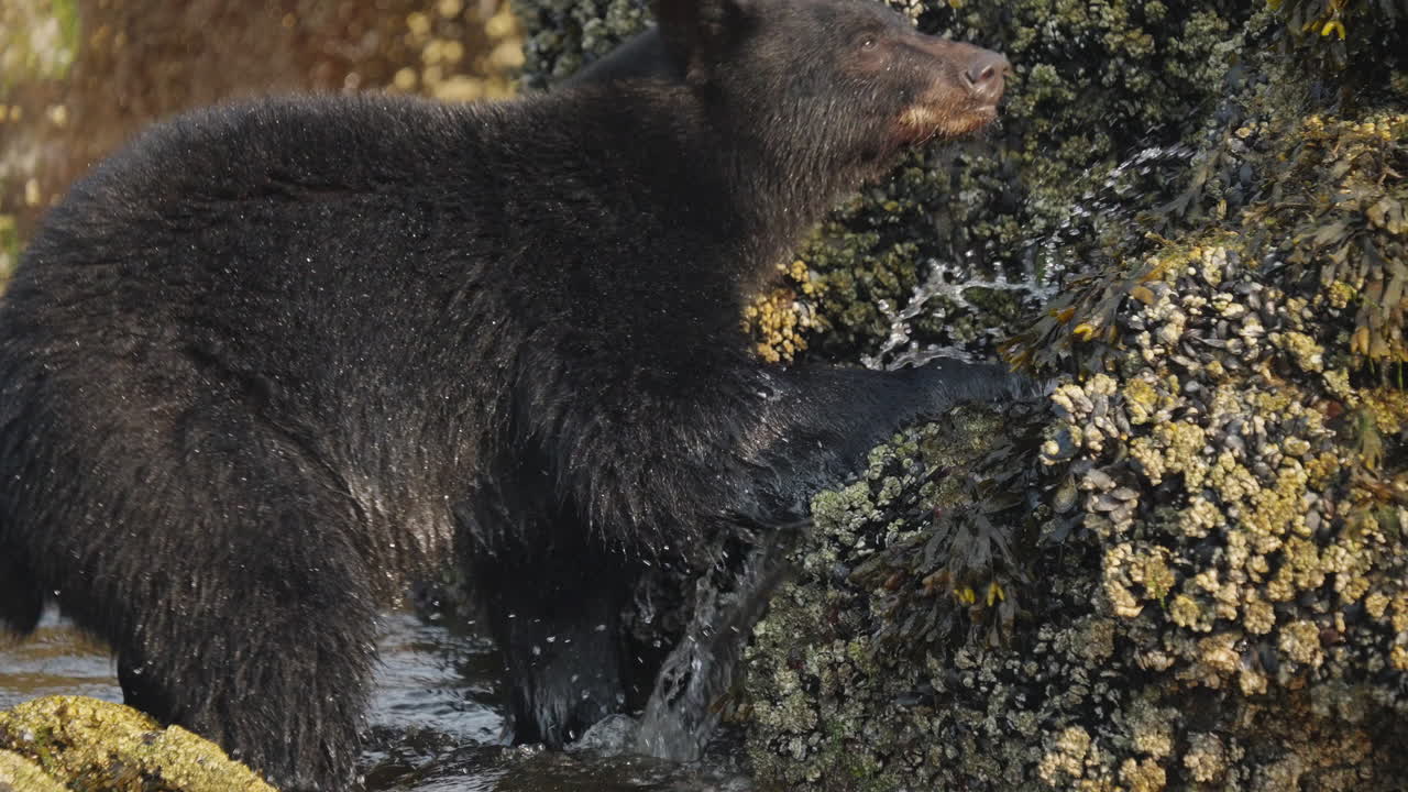 Orso nero nella Columbia Britannica, Canada, che pesca lungo la spiaggia e gli scogli per prepararsi al letargo e all'inverno