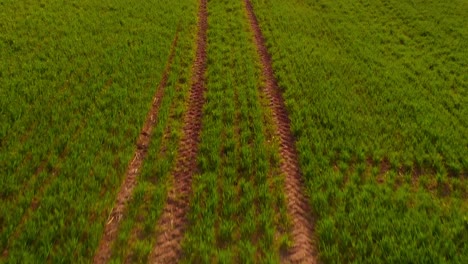 flying low over green organic plants in agricultural field, usa