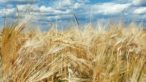 ears of wheat closeup on background of blue sky and clouds.