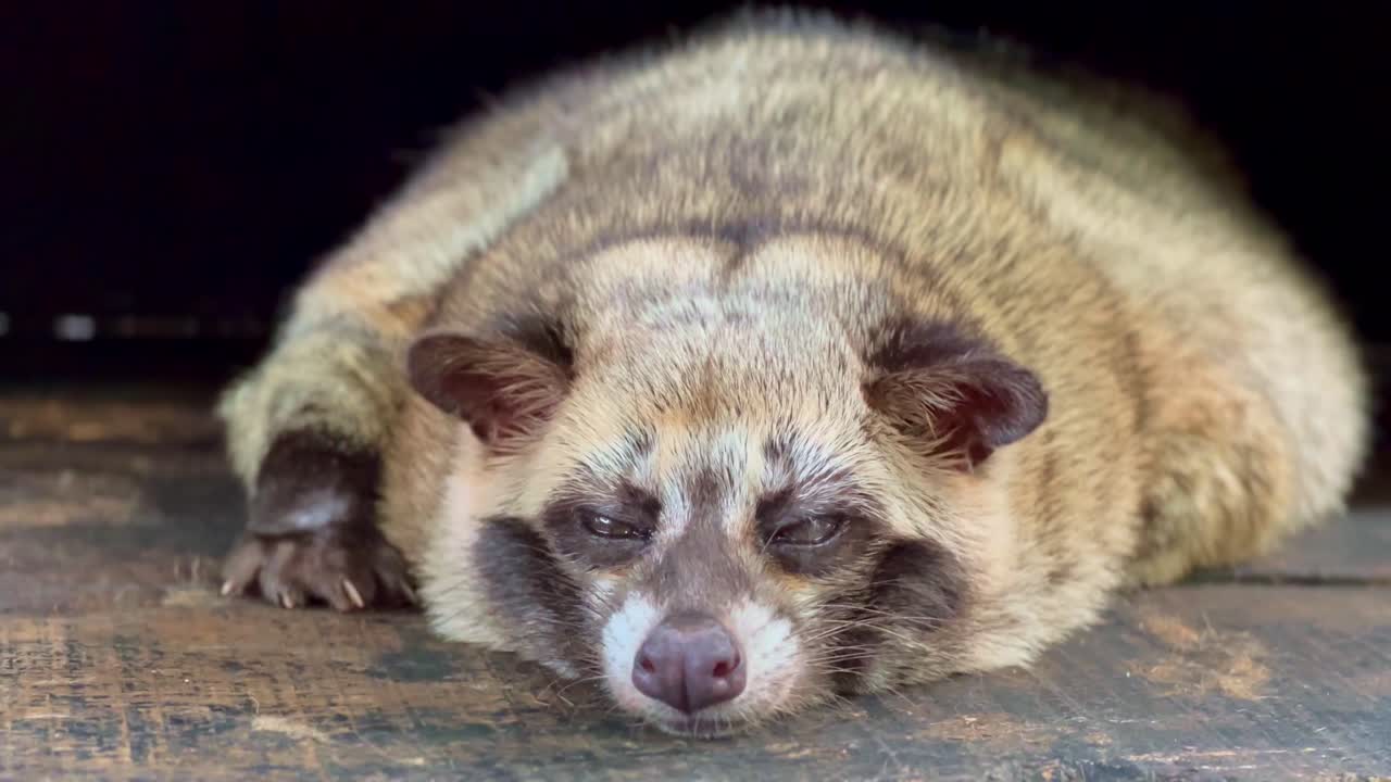 paradoxurus hermaphroditus (en inglés)
