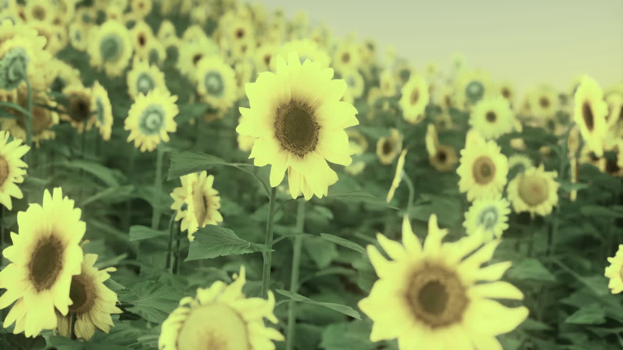 Sunflowers blooming vibrantly under the gentle summer sun in a field