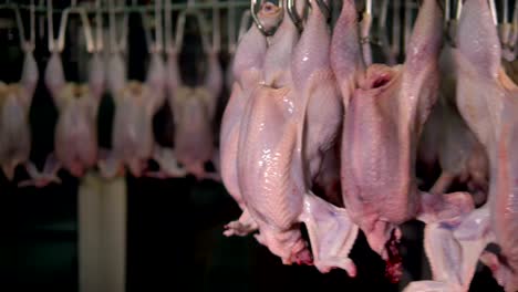 muchas carcasas de pollo en una línea de procesamiento automático.