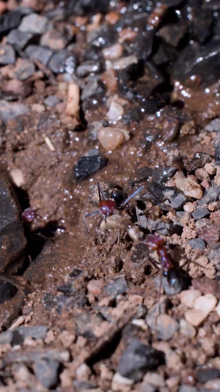 Diverse grandi formiche escono rapidamente dal loro nido mentre l'acqua piovana allaga l'ingresso, filmate in primo piano su terreno bagnato e roccioso sotto la luce naturale del giorno