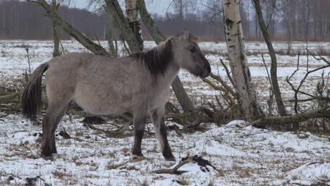 Wildpferd-Steht-An-Bewölkten-Wintertagen-Vor-Birken,-Wilde-Bisons-Laufen-Im-Hintergrund,-Mittlere-Aufnahme