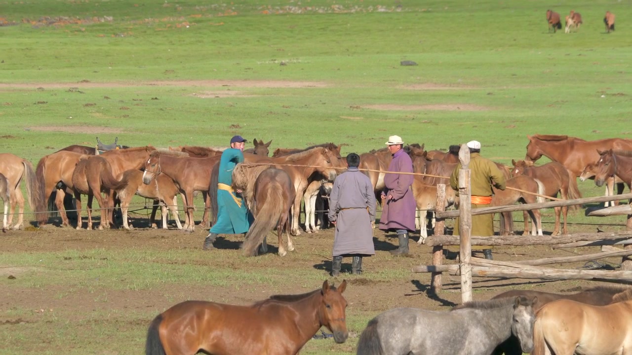Pastori mongoli che si prendono cura dei cavalli in un pascolo rurale.