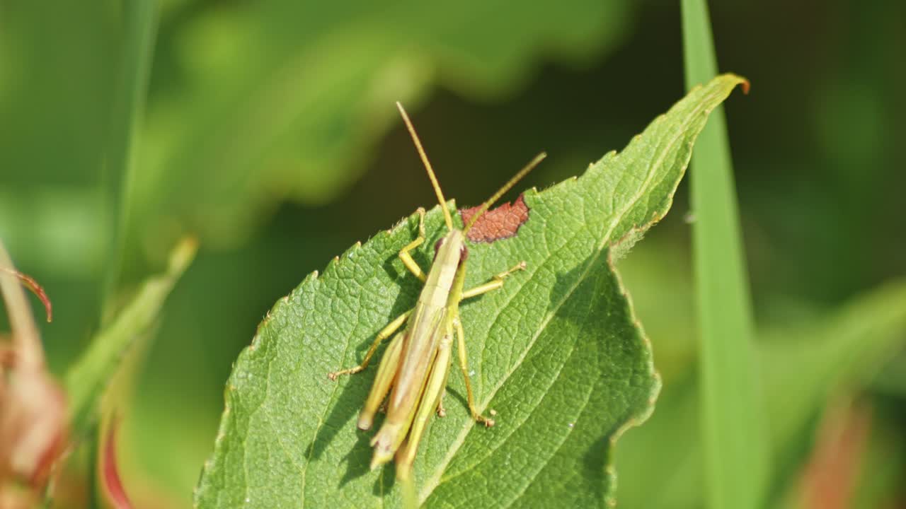 식물 의 초록색 잎 에 앉아 있는 초록색 초파리