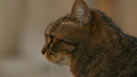 close-up of a tabby cat profile view