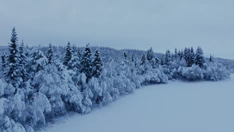 gloomy atmosphere of snowy trees on the field with blankets of snow