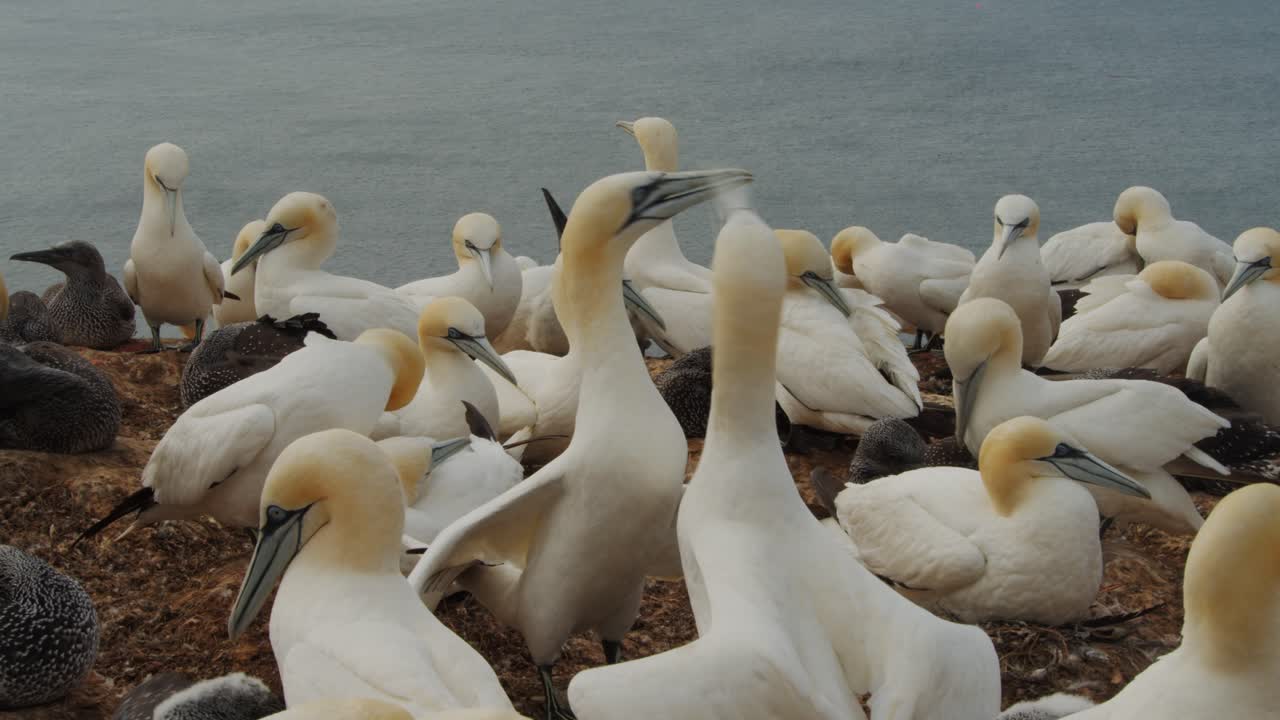 바다 물 근처 가넷 조류 식민지의 영화 보기, 가까이