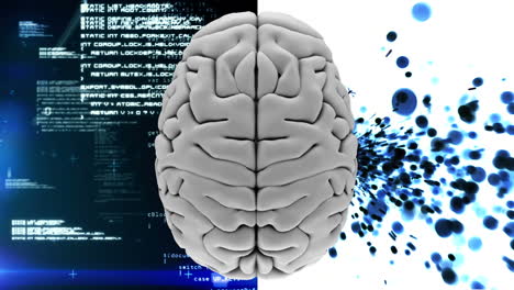 cerebro blanco dividido en dos partes