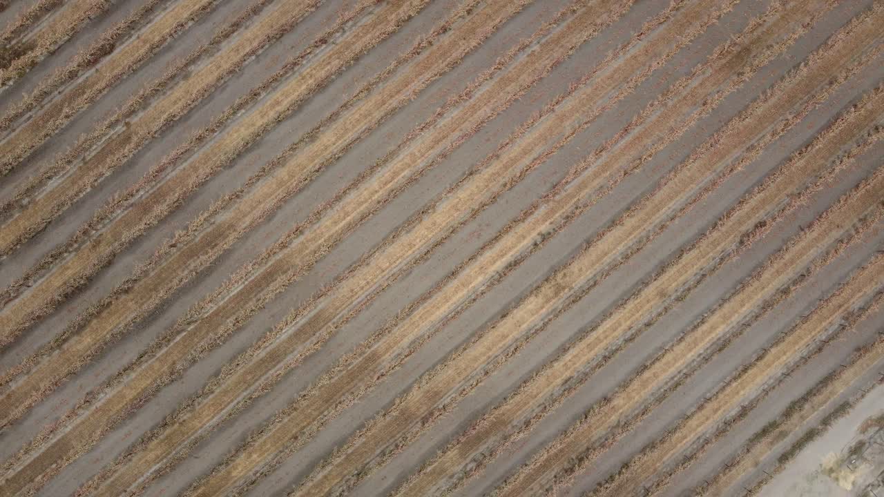 Spinning, rising areal drone footage or rows of golden fields
