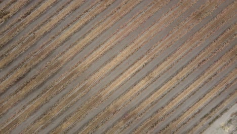 spinning, rising areal drone footage or rows of golden fields