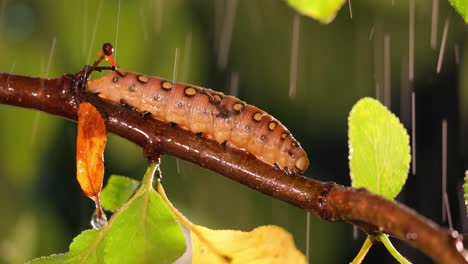 Caterpillar-Bedstraw-Hawk-Moth-crawls-on-a-branch-during-the-rain.-Caterpillar-(Hyles-gallii)-the-bedstraw-hawk-moth-or-galium-sphinx,-is-a-moth-of-the-family-Sphingidae.