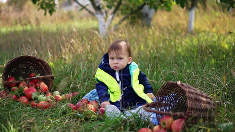 calm lovely little baby boy sitting on the ground looking around. red apples and baskets are beside the child. kid in the garden on harvest season.