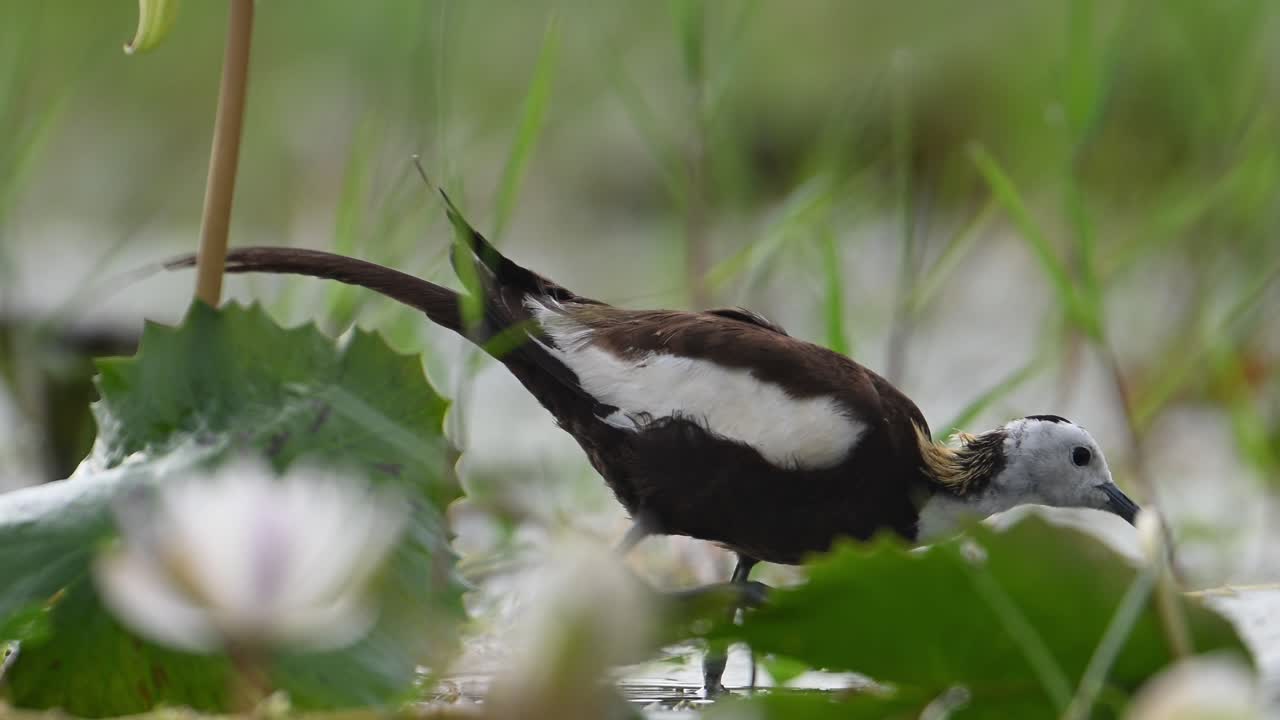 로터스 꽃 을 먹고 있는 파산 리 자카나 의 근접 촬영