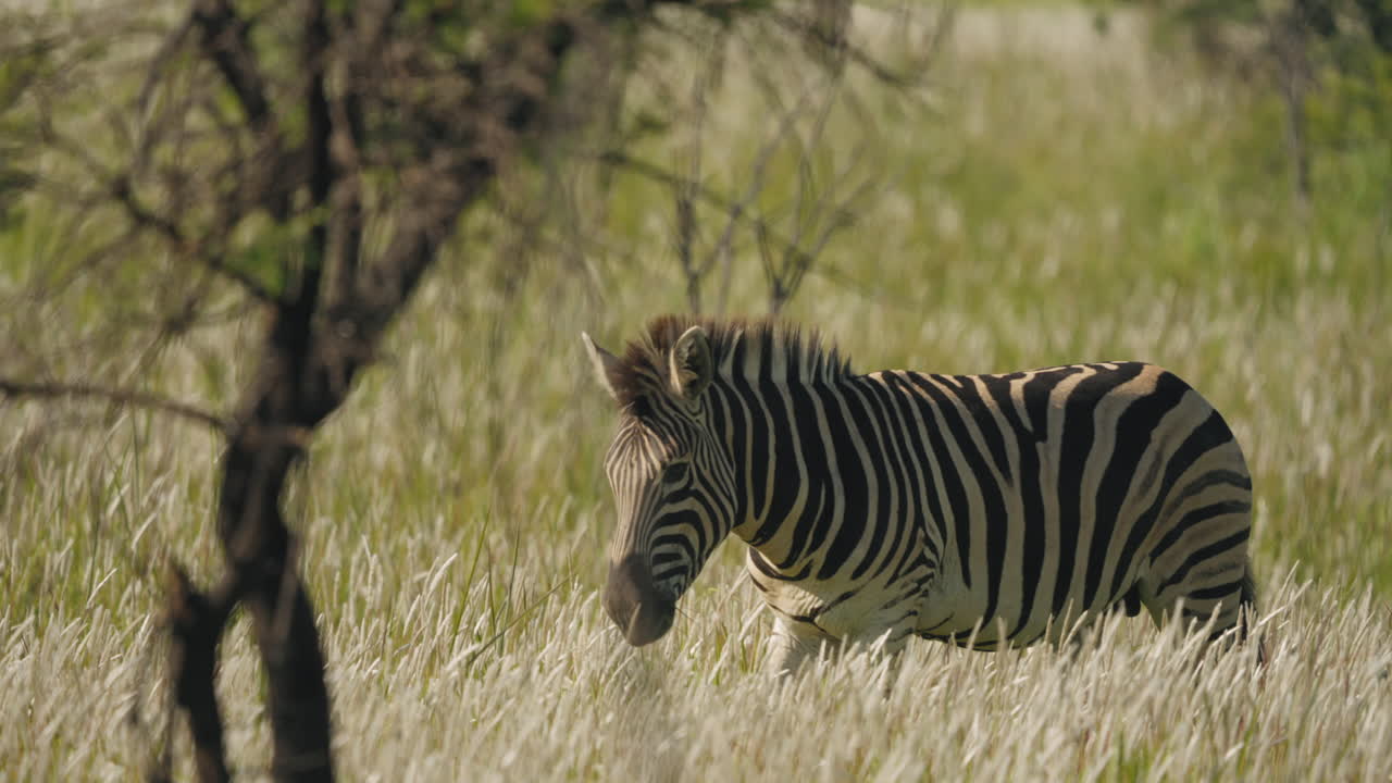 Ammira la bellezza ipnotizzante di una zebra che pascola nel cuore della savana africana.