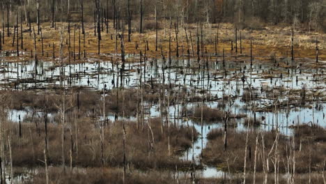 Feuchtgebiet-Landschaft-Am-Punkt-Entfernen-Wildlife-Area,-Blackwell,-Arkansas,-Ruhig-Und-Natürlich