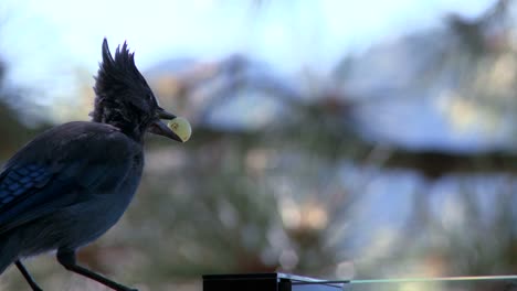 a stellers jay steals a grape off a window sill and flies away