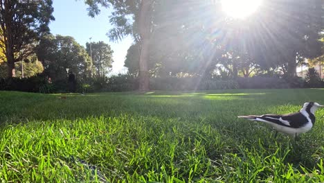 magpie walking on grass in sunny park