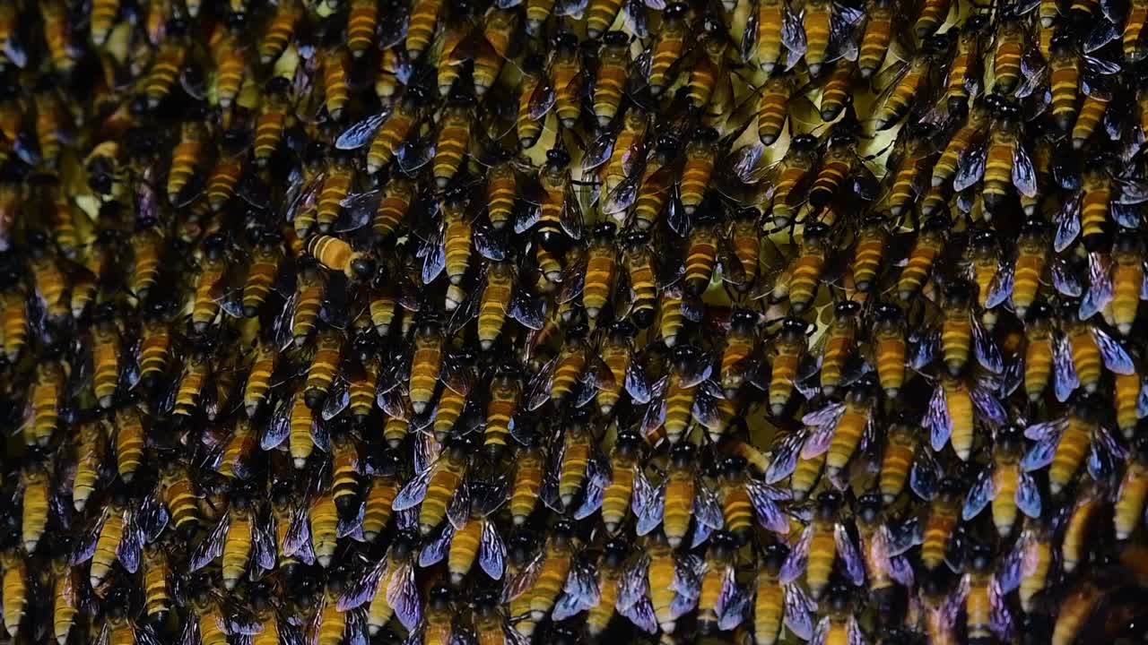 se sabe que las abejas melíferas gigantes construyen grandes colonias de nidos con bolsillos simétricos hechos de cera para almacenar miel como fuente de alimento.