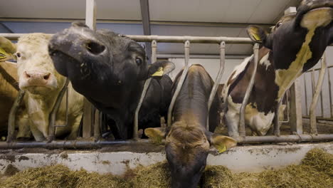 young oxen in a pen grazing on hay in a livestock farm in norway