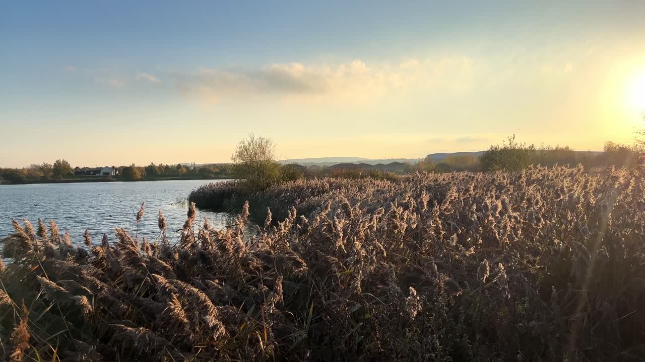 호수, 물 갈대가 따뜻한 일몰 빛에서 움직이는 강둑