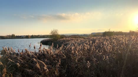 See,-Flussufer-Mit-Wasserschilf,-Das-Sich-Im-Warmen-Abendlicht-Bewegt