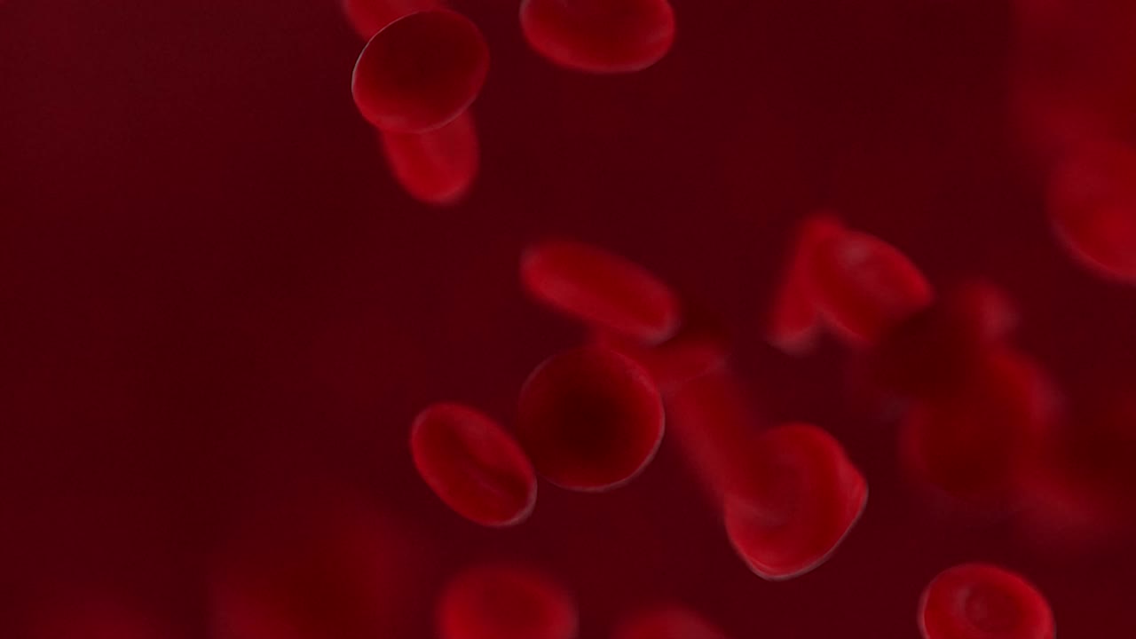 Red Blood Cells Flow Video | Blood Cells Under Microscope Video | Red Blood Cells Streaming Video