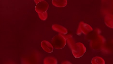 red blood cells flow video | blood cells under microscope video | red blood cells streaming video