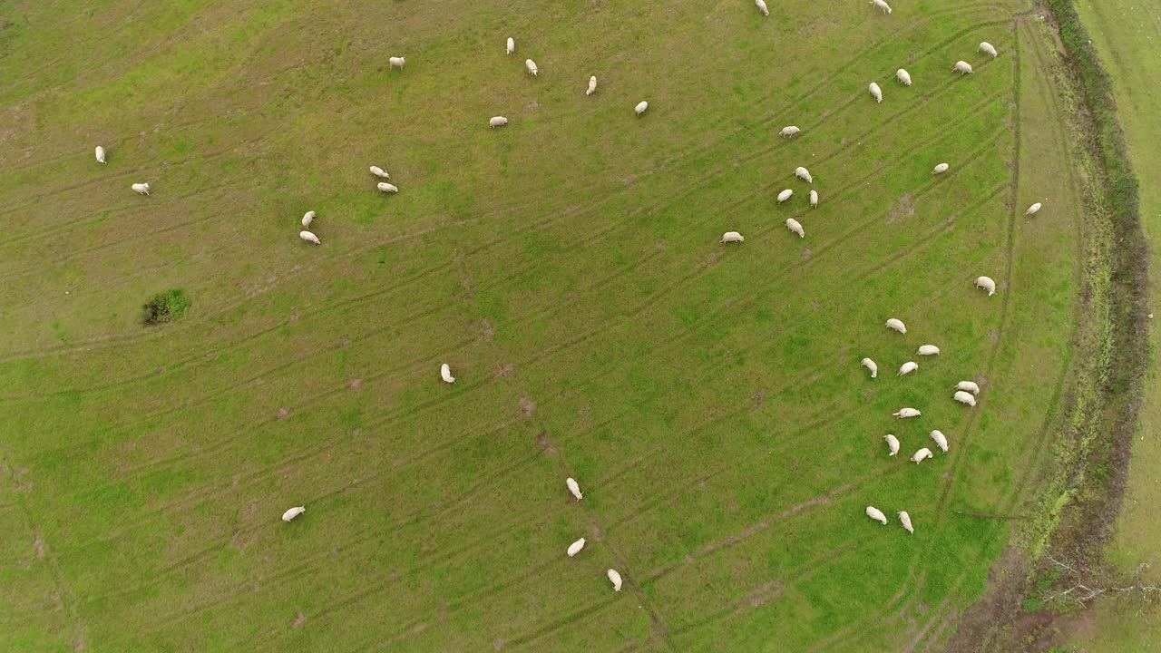 들판 에서 사육 하는 양 들