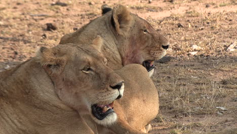 two lionesses panting in the heat of the african sun