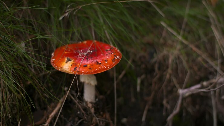 gefährlicher roter giftpilz im wald 1