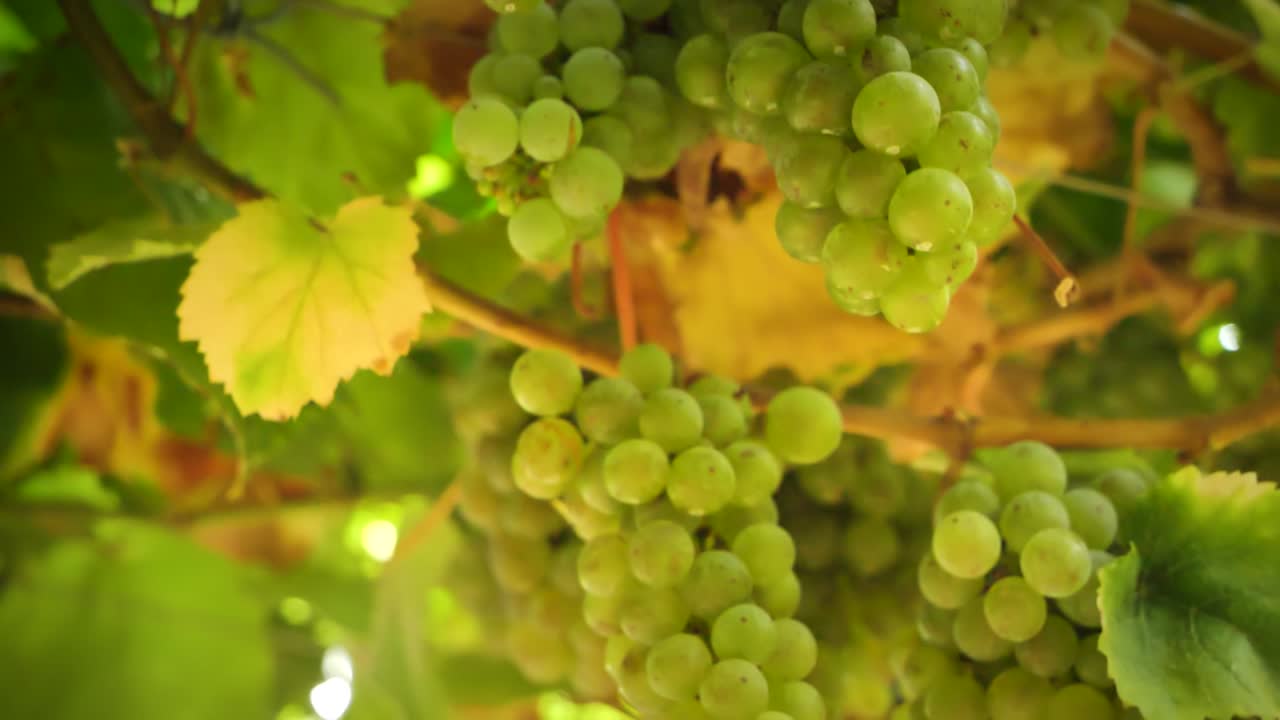 cerca de un racimo de uvas maduras colgando de la vid en la temporada de cosecha en un viñedo en españa