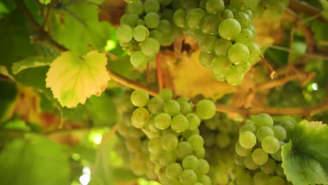 close up of bunch of ripe grapes hanging on vine at harvest season in a vineyard in spain