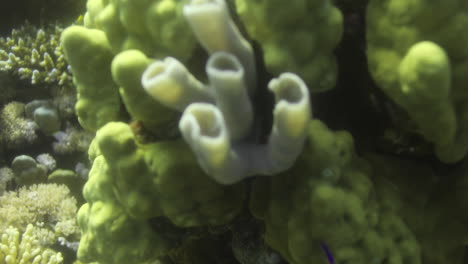 corals in the reef of the red sea