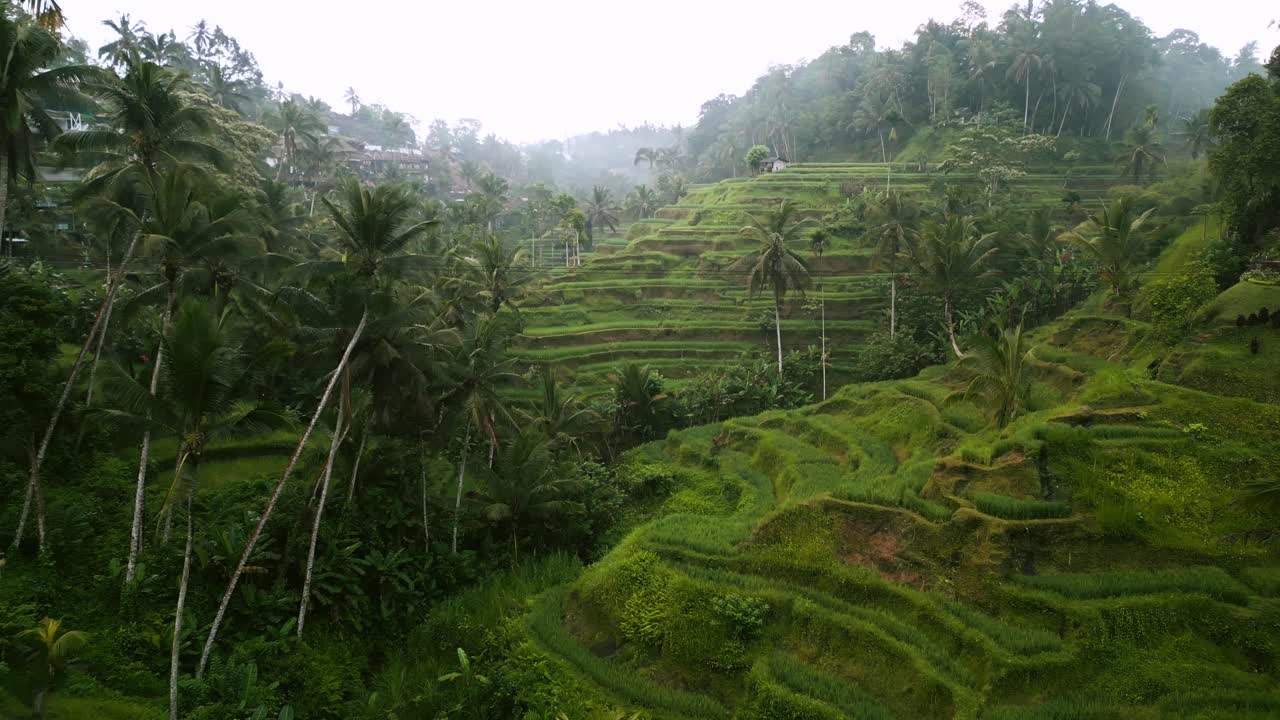 Panoramic aerial movement of rice terraces as agricultural place, Bali, Southeast Asia, Indonesia.