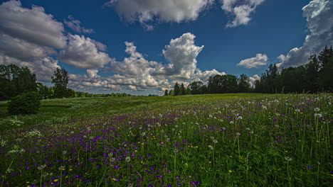 Timelapse-shot-of-beautiful-violet-Lilac-flowers-blooming-in-a-wild-green-meadow-field-with-white-clouds-passing-on-a-sunny-day