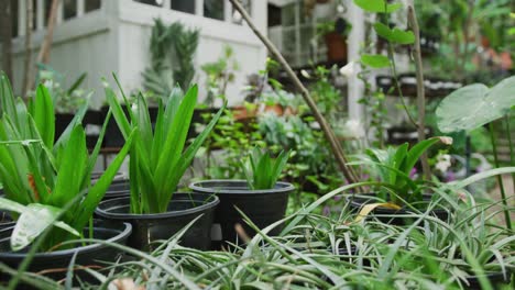 general view of plants in flowerpots and greenhouse in garden