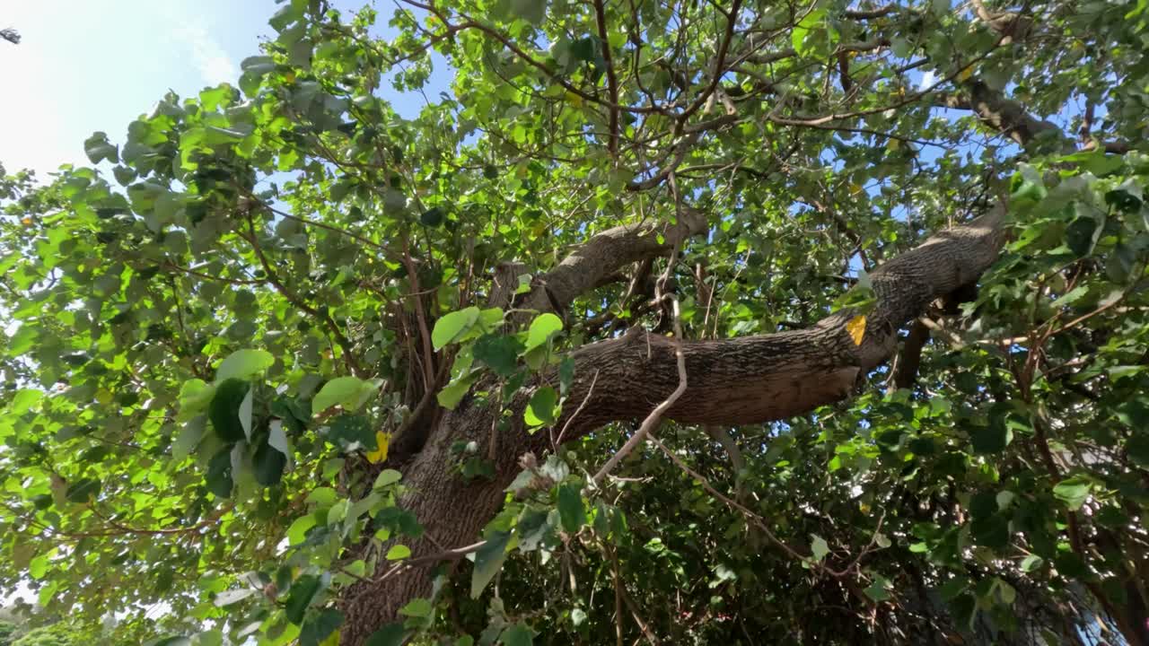 여름의 해안 바람에 걱거리는 잎