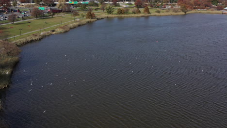 aerial-dolly-in-over-seagulls-flying-low-over-Meadow-Lake-with-the-Grans-Central-Parkway-in-the-background-on-a-cloudy-day-in-Flushing-Meadows-Corona-Park,-Queens,-NY