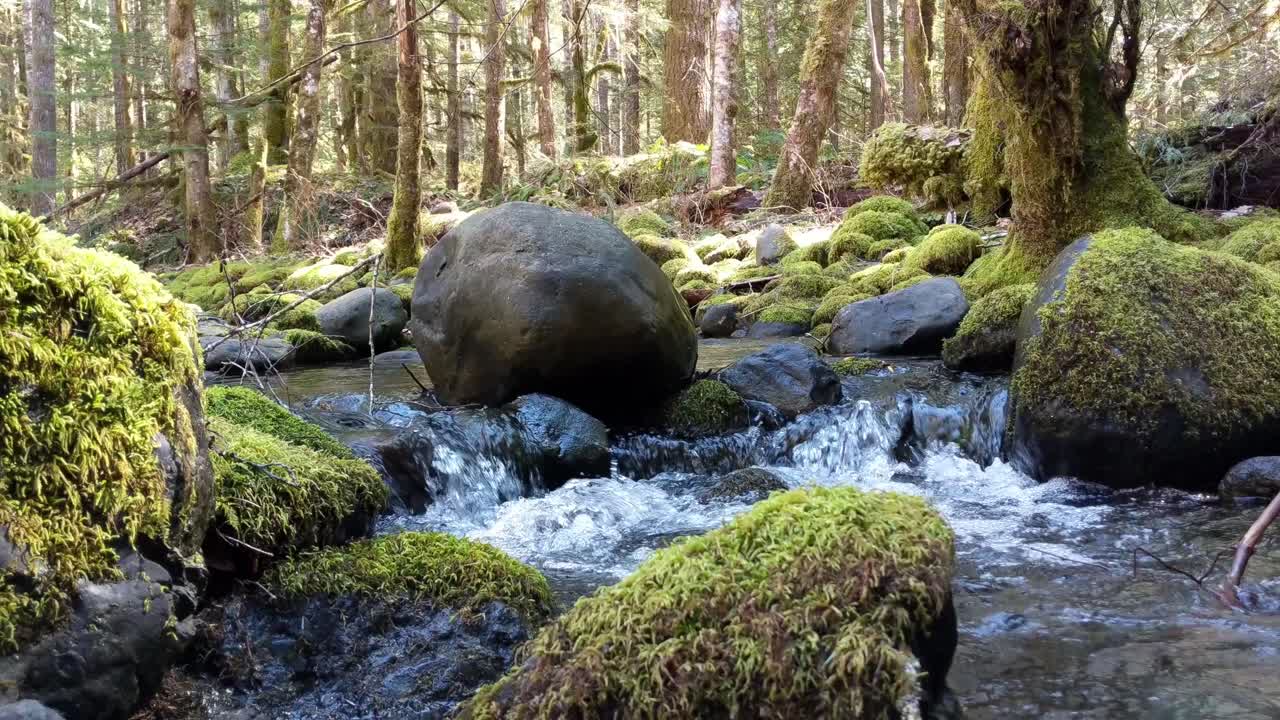agua que fluye sobre rocas cubiertas de musgo en el bosque del bosque nacional olímpico