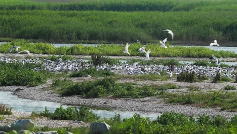 Schwarm-Zugvögel,-Die-Sich-über-Einem-Wasserstrom-Ausruhen