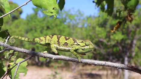 An-alert-green-chameleon-creeps-haltingly-along-a-tree-branch