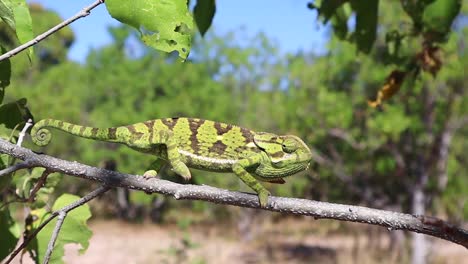 an alert green chameleon creeps haltingly along a tree branch