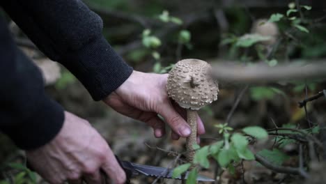 hands of a caucasian man slicing through the stem of a tall mushroom in the forest, slow motion