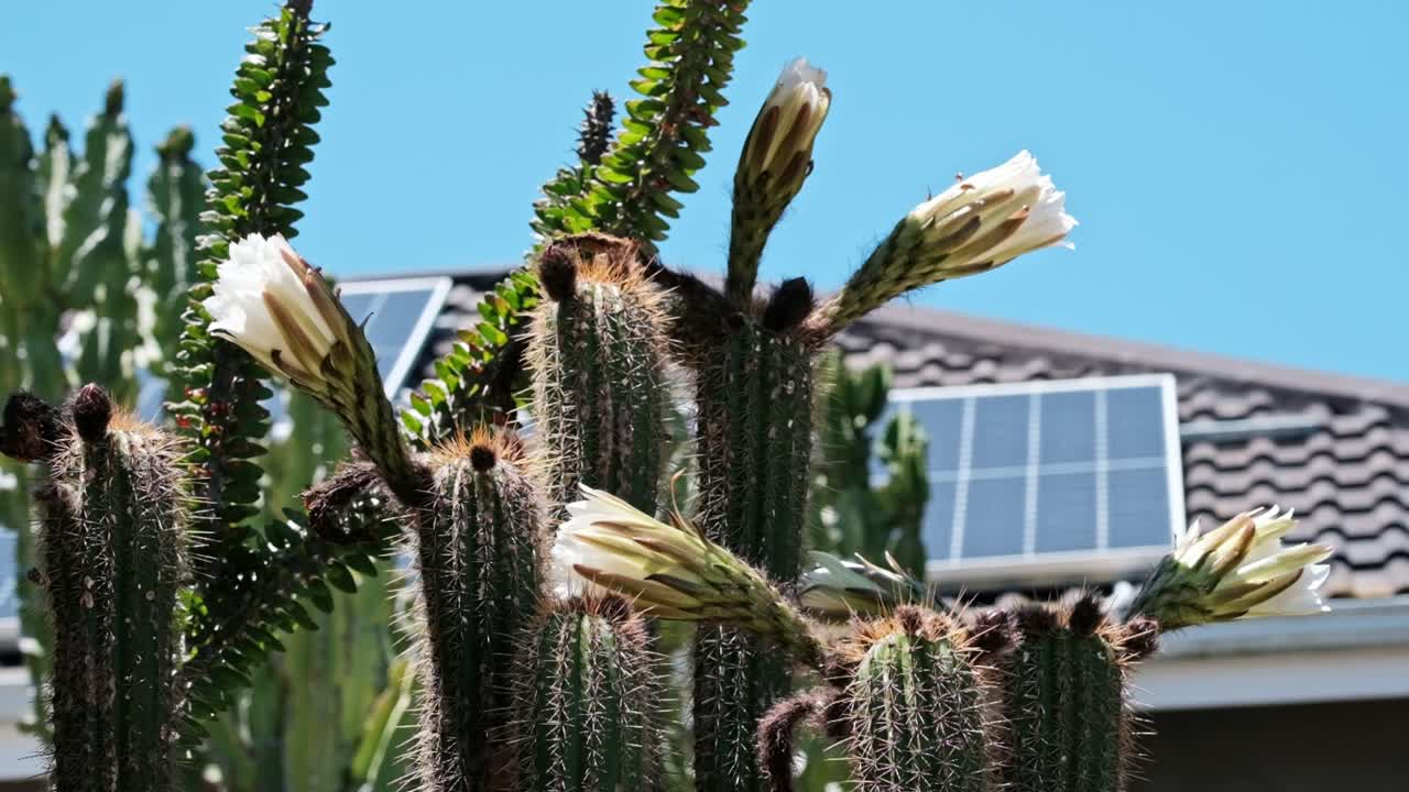 An Argentinian Giant Cactus with several large flowers blooming
