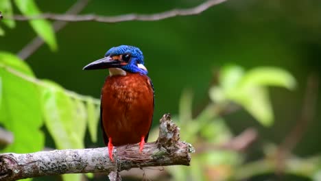 the blue-eared kingfisher is a small kingfisher found in thailand and it is wanted by bird photographers because of its lovely blue ears as it is also a cute bird to watch